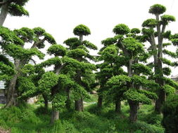 2012年廣西香樟樹市場(chǎng)價(jià)格評(píng)析