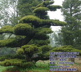 合肥企達(dá)園林香樟樹價(jià)格優(yōu)勢(shì)解析 綠色生態(tài)與市場(chǎng)價(jià)值兼顧