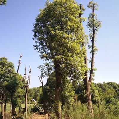 選擇高品質(zhì)綠化喬木 走進(jìn)行業(yè)領(lǐng)先的景潤園林”